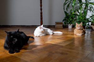 Podłoga i koty