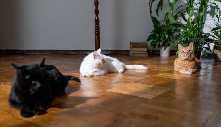 Podłoga i koty